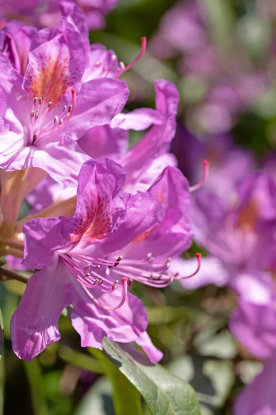 Macro Image Purple Rhododendron Flowers Selective Focus — Stock Photo, Image