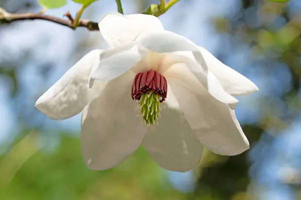 Zavřít Makro Obraz Korejské Horské Magnólie Květ Plném Květu Magnolia — Stock fotografie