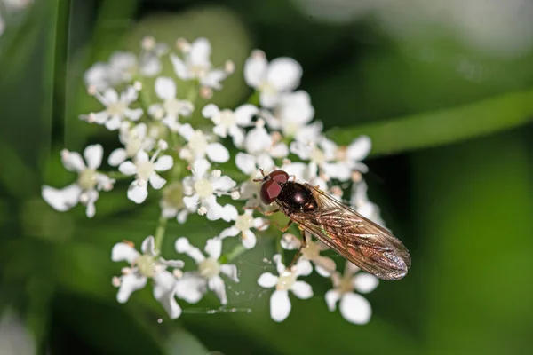 Close up macro image of hover fly on white flowers. Selective focus