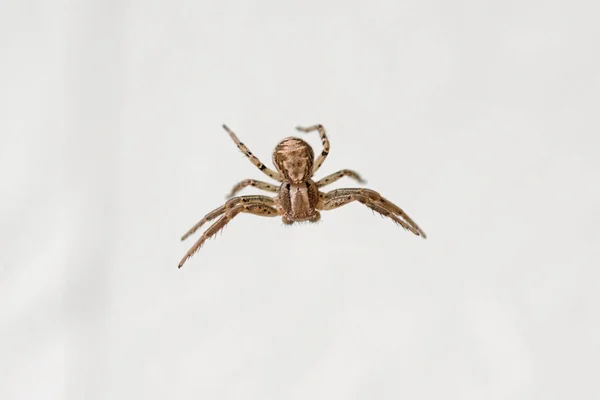 Close Macro Image Crab Spider Isolated — Stock Photo, Image