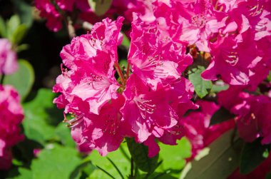 Pembe açelya çiçeklerini kapatın. Seçici odak