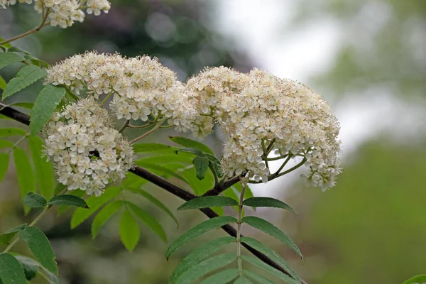 Rowan Tree Flowers Full Bloom Early Spring Sorbus Aucuparia Close — Stock Photo, Image