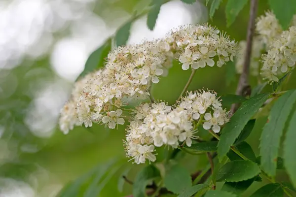 Rowan Árvores Flores Plena Floração Início Primavera Sorbus Aucuparia Fechar — Fotografia de Stock