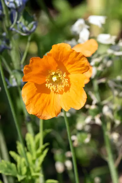 Close Orange Poppy Flower Selective Focus — Stock Photo, Image