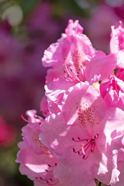 Close Macro Image Pink Azalea Flowers Pacific Rhododendron Vertical Image — Stock Photo, Image