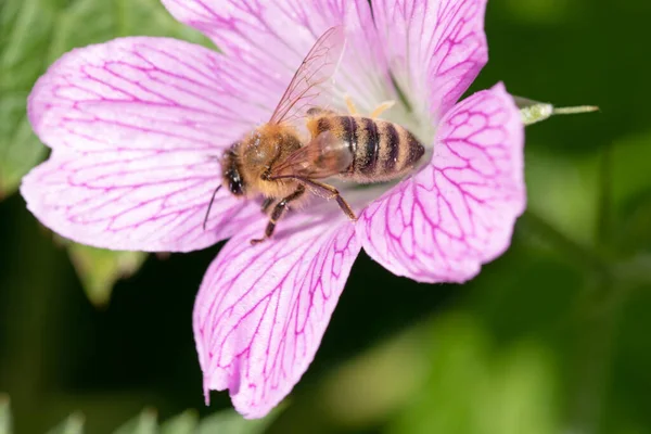 Stock image Close up macro image of a honey bee on a geranium flower. Oxford geranium