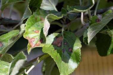 Cennet ağacı yapraklarının yaz aylarındaki makro görüntüsünü kapat.