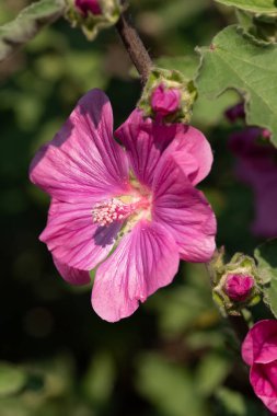 Mallow çiçeğinin makro görüntüsünü kapat. Malva sylvestris