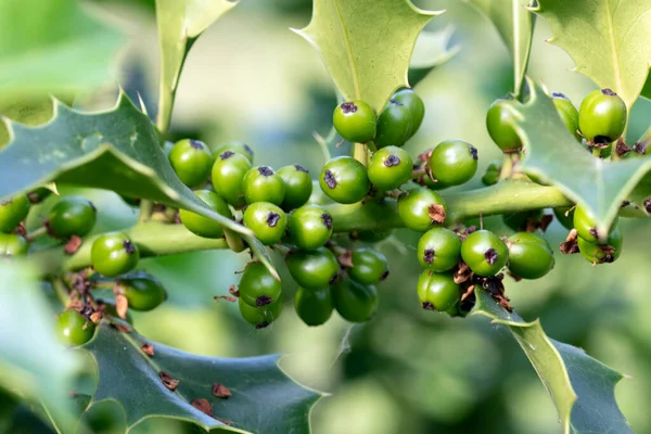Macro Image Holly Leaves Green Berries Summer — Stock Photo, Image