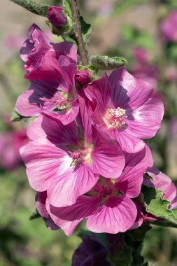 Mallow çiçekleri makro görüntüyü kapatır. Malva sylvestris