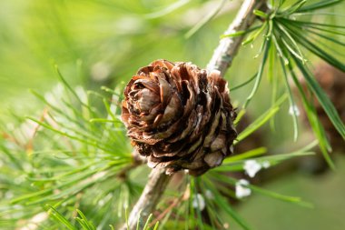 Avrupa tarlakuşu konisinin makro görüntüsü. Larix desidua