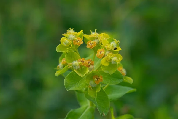 stock image Close up macro image of eggleaf spurge. Euphorbia oblongata. Selective focus