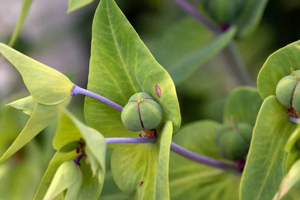 Macro Image Bright Green Caper Spurge Buds Euphorbia Lathyris — Stock Photo, Image