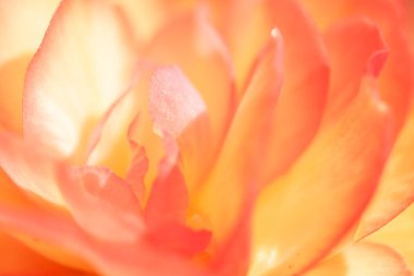 Güneş ışığındaki çiçek yapraklarının makro görüntüsü. Duvar Kağıdı