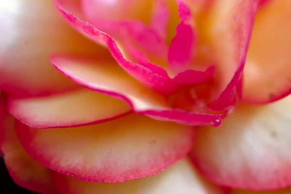 Zamknij Makro Obraz Kropli Wody Płatkach Kwiatów Tapeta — Zdjęcie stockowe