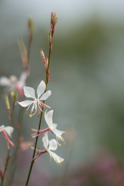 Gran Canaria 'dan canlı Flora: Asphodelus ayardii ve Gaura Tohumları' nın Bienal Güzelliğini Keşfedin.