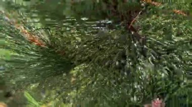 Çam ağacı, rüzgardaki çam iğnelerine yakın çekim. Yüksek kalite 4K görüntü
