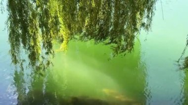 Bir ağacın altındaki söğüt ağacının manzarası, rüzgarda sallanan dallar, ve zümrüt suda dalgalanmalar. Yüksek kalite 4K görüntü