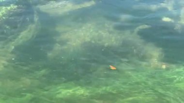 Dağlardan akan kayaların üzerinden turkuaz suyun yakın çekimi. Yüksek kalite 4K görüntü