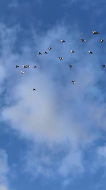 Bulutlu mavi gökyüzüne karşı bir güvercin sürüsü. Yüksek kalite 4k görüntü