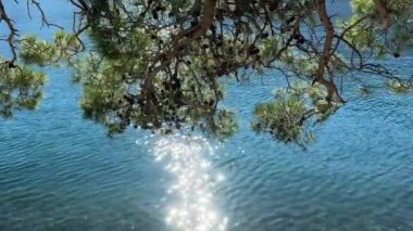 Çam ağaçlı bir dağ gölünde turkuaz su. Kristal berrak suyun üzerinde yeşil dallar ince dalgalar ve güneş parlaklığıyla. Temiz su. Boşluğu kopyala. Yüksek kalite 4K görüntü.