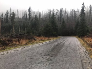Yağmurlu havada Zakopane 'de sisli bir orman. Yüksek kalite fotoğraf