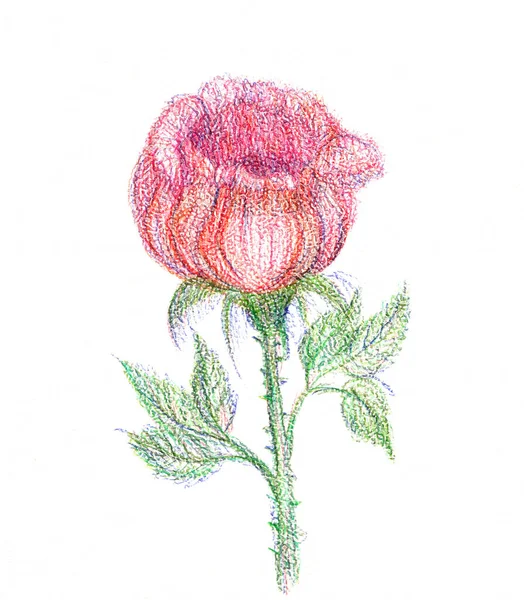手绘插图 白色背景上的单个红玫瑰 彩色铅笔 涂鸦图解 — 图库照片
