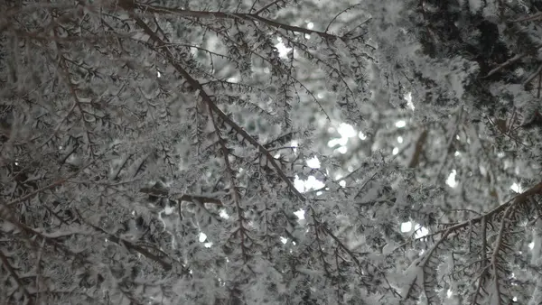 Orman Kışın Kar Altında — Stok fotoğraf
