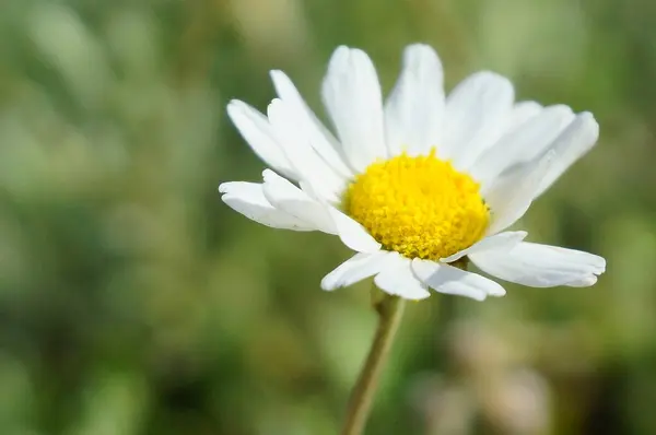 Bellissimo Fiore Bianco Giallo — Foto Stock