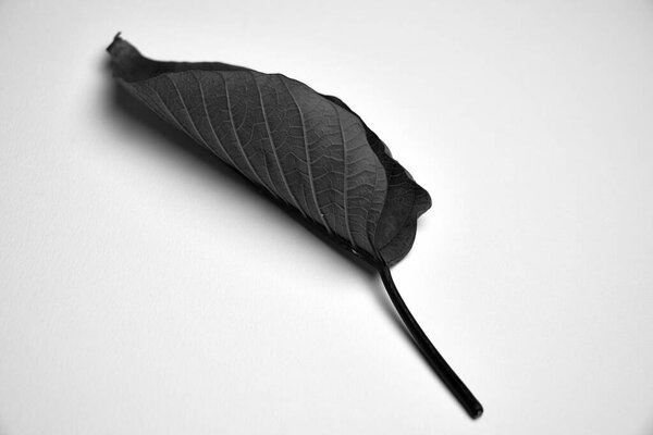 Black White Macro Photograph Fallen Leaf Leaf Fell Tree Autumn Royalty Free Stock Images