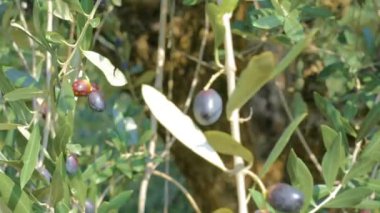 Mavi gökyüzünde güneş zeytin ağaçlarının yeşil yapraklarından süzülür. Zeytin dalları, hasat için hazırdır, zeytin yağı haline gelir..