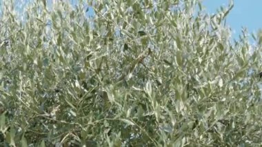 Mavi gökyüzünde güneş zeytin ağaçlarının yeşil yapraklarından süzülür. Zeytin dalları, hasat için hazırdır, zeytin yağı haline gelir..