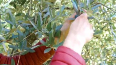 Mavi gökyüzünde güneş zeytin ağaçlarının yeşil yapraklarından süzülür. Zeytin dalları, hasat için hazırdır, zeytin yağı haline gelir..