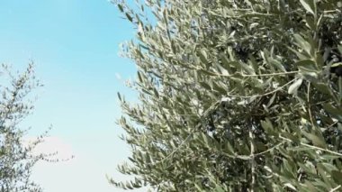 Mavi gökyüzünde güneş zeytin ağaçlarının yeşil yapraklarından süzülür. Zeytin dalları, hasat için hazırdır, zeytin yağı haline gelir..