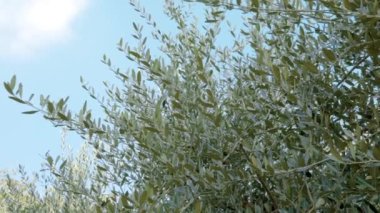 Mavi gökyüzünde güneş zeytin ağaçlarının yeşil yapraklarından süzülür. Zeytin dalları, hasat için hazırdır, zeytin yağı haline gelir..