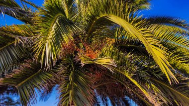 Sahilde palmiye ağaçları sıcak bir gün temalı bir manzara seyahat acentesi.