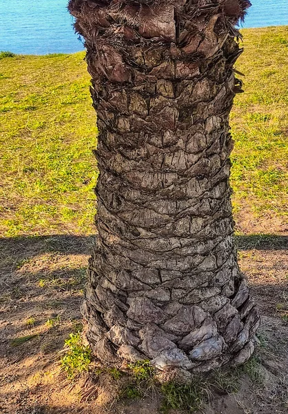 沙洲海滨棕榈树树干的细部及质感 — 图库照片