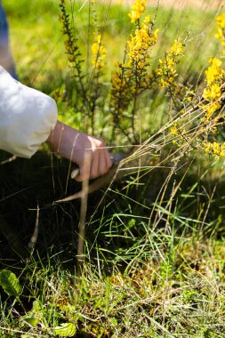 Güneşli bir çayırda sarı kır çiçeklerini keserken elime makas aldım.