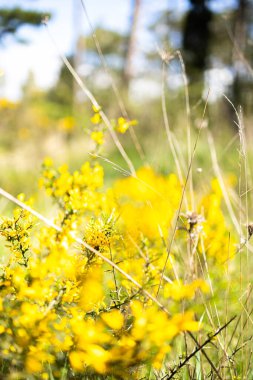 Güneşli tarlada uzun otlar ve kuru dallarla bulanık sarı kır çiçekleri.
