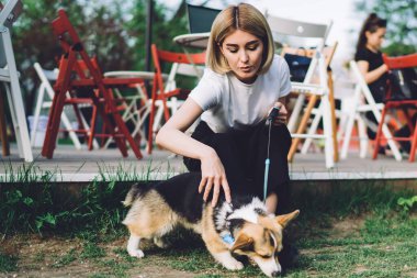 Küçük sevimli köpek yavrusu parkta yürüyor ve çimenleri kokluyor. Bu arada bayan sahibi de yakınlarda oturuyor ve bulanık arka planda köpeğini dikkatlice okşuyor.