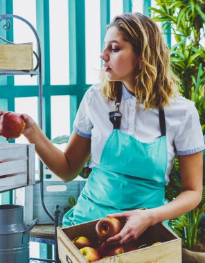 Yeşilliğin konsantre kadın çalışanı organik elmaları kutuya koyuyor taze bitkiler yetiştiriyor, önlüklü kadın bahçıvan dükkânda meyve topluyor bahçedeki ekolojik cam evin sahibi.