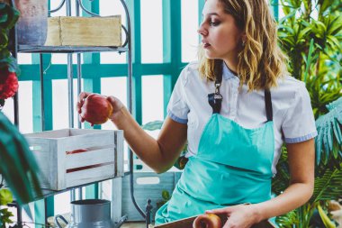 Yeşilliğin konsantre kadın çalışanı organik elmaları kutuya koyuyor taze bitkiler yetiştiriyor, önlüklü kadın bahçıvan dükkânda meyve topluyor bahçedeki ekolojik cam evin sahibi.