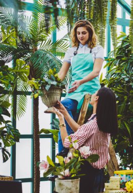 Çok kültürlü kadın çiçekçiler birlikte bitki ve yeşil otları taşıyorlar. Önlüklü botanikçi, organik cam evde merdivende otururken iş arkadaşına saksı veriyor. Bahçıvanlık kavramı.