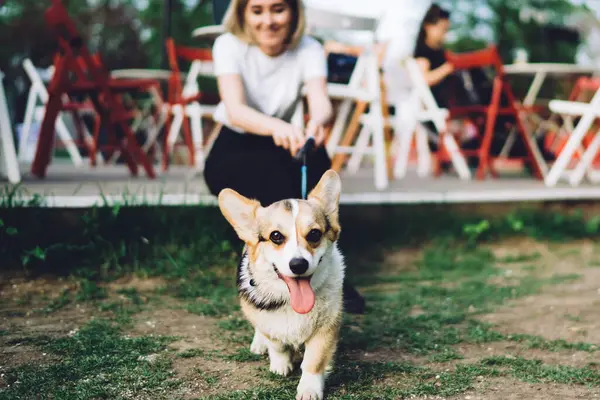 Adorable dog with tongue out standing on short grass and looking at camera while happy and cheerful owner sitting near and holding leash on blurred background