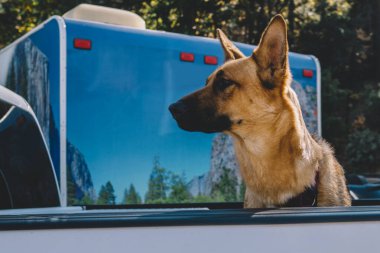 İtaatkar bir Alman çoban köpeğinin Ulusal Park 'a karavan gezisi sırasında arabaya güvenlik sağlaması, dikkatli bir köpeğin otomobil taksisinde karavanın yanında oturması.