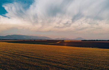 Altın gün batımında tahıl tarlalarının güzel hava manzarası. Fransa 'nın ünlü Provence bölgesinde çiçek açan lavantanın yakınındaki buğday çayırlarına kuşların bakış açısı. Çevre dostu topraklar