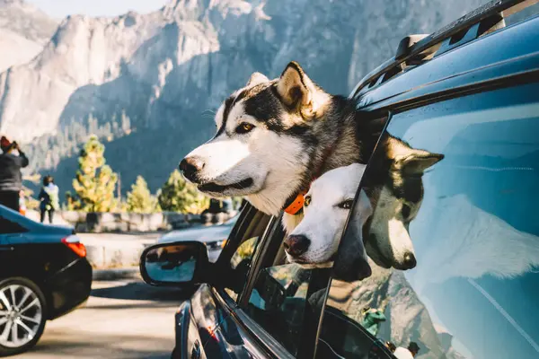 Breed and animal topic concept, side view of two friendly canine dogs sitting on passenger seats and looking out from window of automobile during car drive to high mountains in National Park