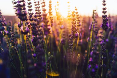 Yaz boyunca çiçek tarlalarında güzel lavandula sıraları. Hafif gün batımı, tıbbi veya aromatik parfümler için mor çiçeklerin temel ekimi, koku terapisi.