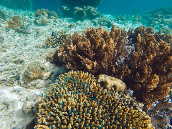 Underwater aquatic wild life around marine picturesque colorful coral reef, getaway travel to tropical island with crystal water for exploring oceania ecosystem during snorkeing aquarium tour
