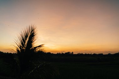 Akşam alacakaranlık saatlerinde manzarada bulanık palmiye yaprağı. Tarım arazisi doğası. Tropikal sakin kırsal bölgelerdeki pirinç tarlalarının resmi görüntüsü.